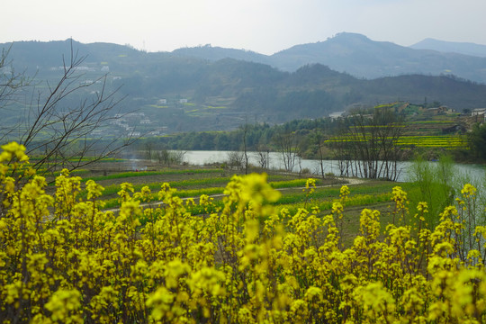 油菜七