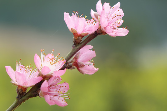 樱桃花九