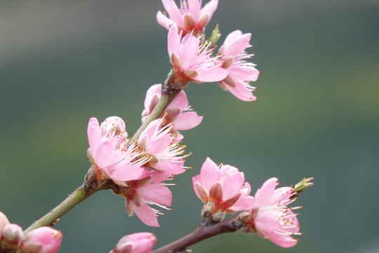 樱桃花三