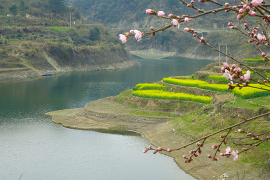 樱桃花开十