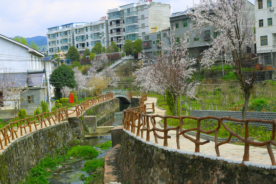 樱桃花开八