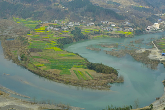 油菜花九