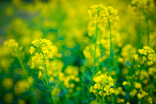 油菜花