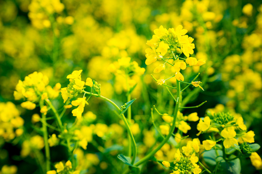 油菜花