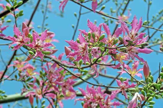 粉色花枝灿漫无比