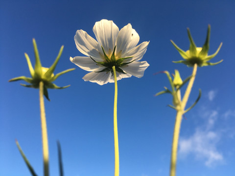 仰拍白色格桑花