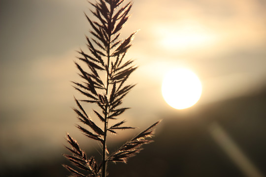 夕阳下的毛毛草