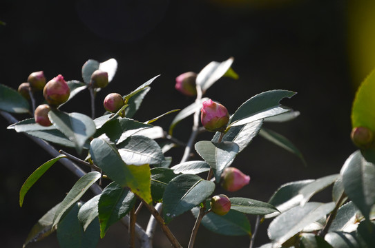 山茶花