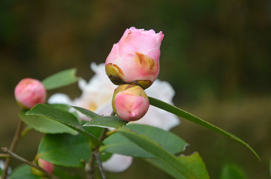 山茶花