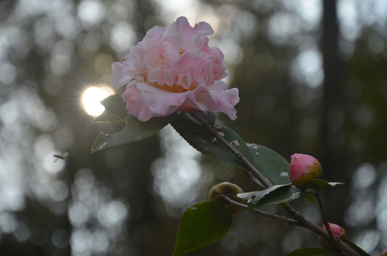 山茶花