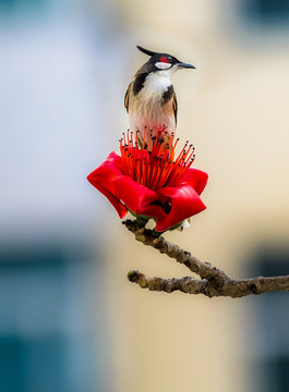 攀枝花