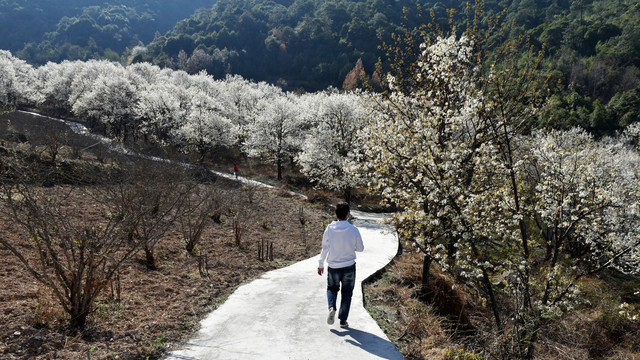 西昌市安哈镇千亩梨花园