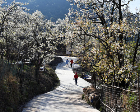 西昌市安哈镇千亩梨花园