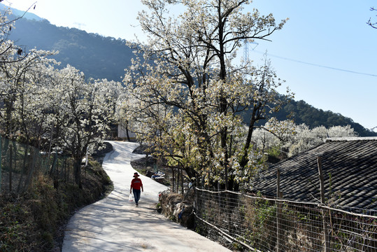 西昌市安哈镇千亩梨花园