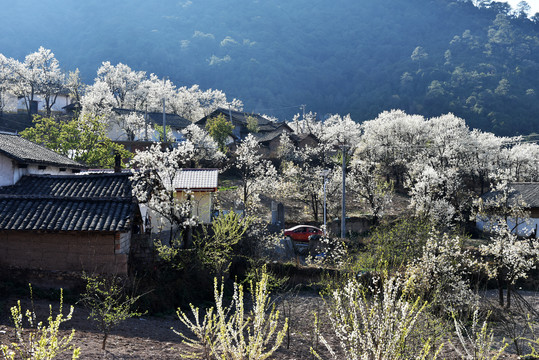 西昌市安哈镇千亩梨花园