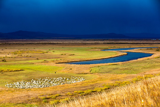 秋季草原河流羊群