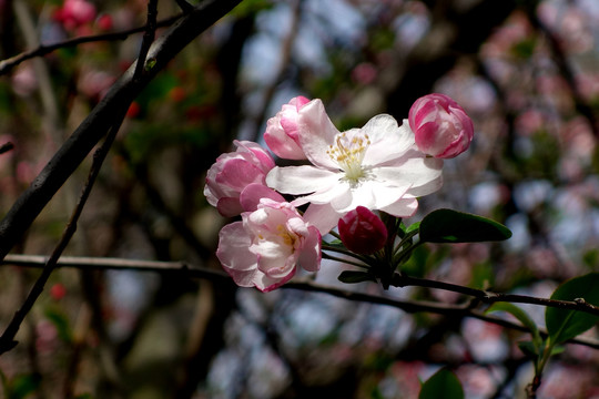 海棠花