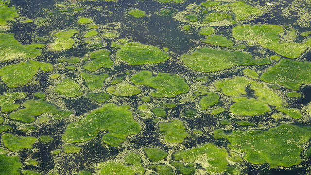 水草倒影