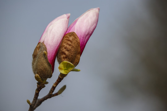 玉兰花