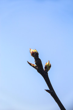 蓝天春芽