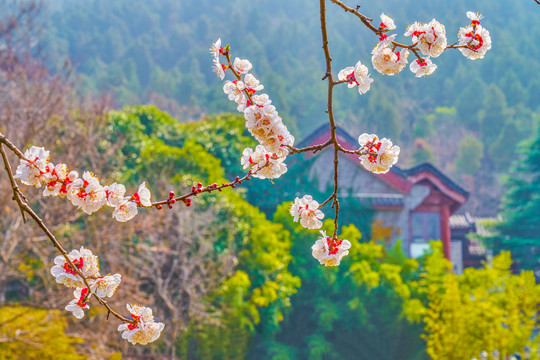 花枝