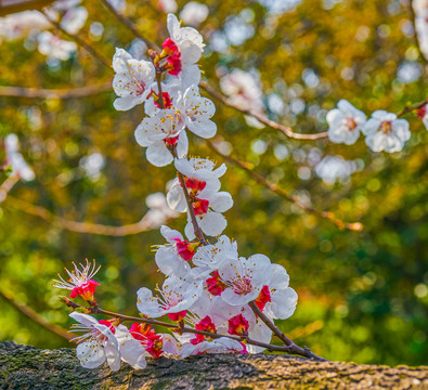 花枝