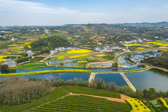 航拍春天油菜花