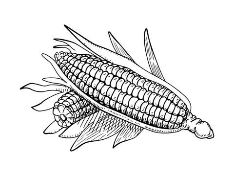 玉米素描插画