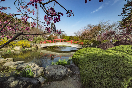 鼋头渚樱花谷风景