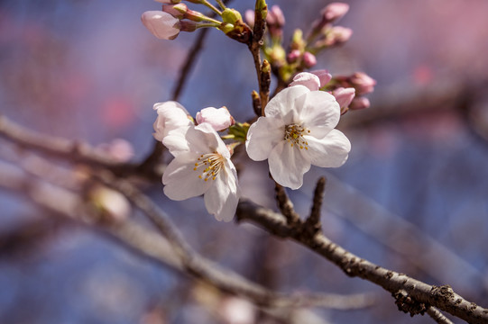 樱花