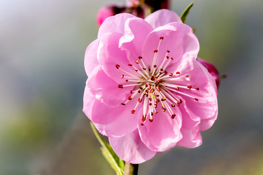 桃树花特写