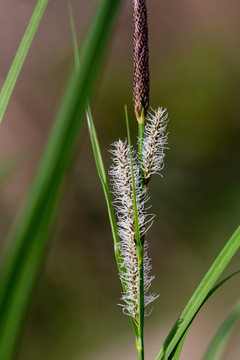 牛筋草