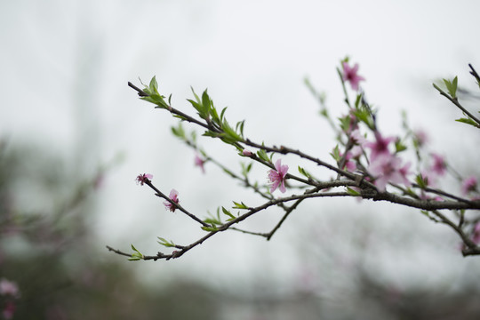 桃花