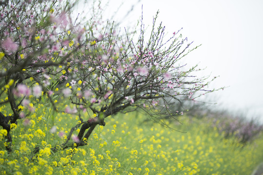 桃花和油菜花