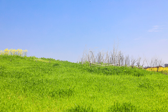 油菜花麦田