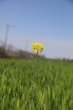 油菜花麦田