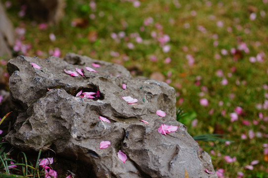 樱花花瓣