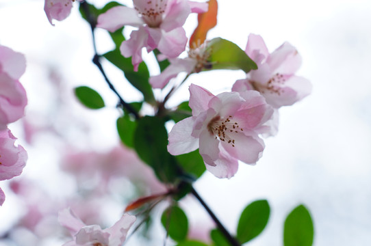 樱花特写