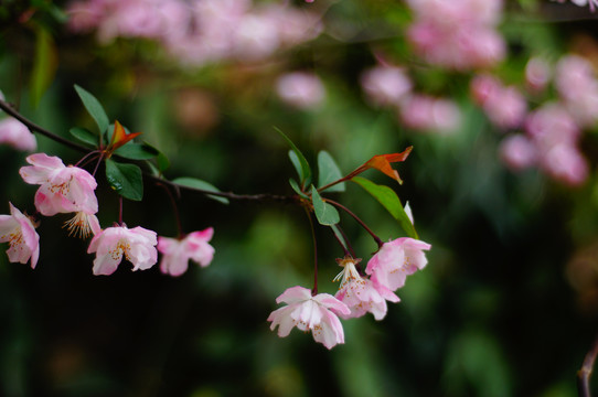 樱花