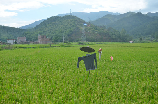 水稻种植