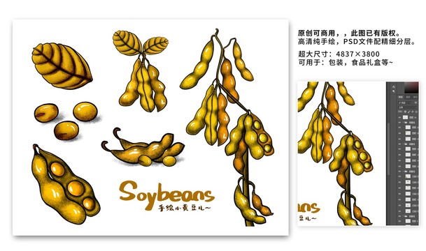 手绘成熟的黄豆