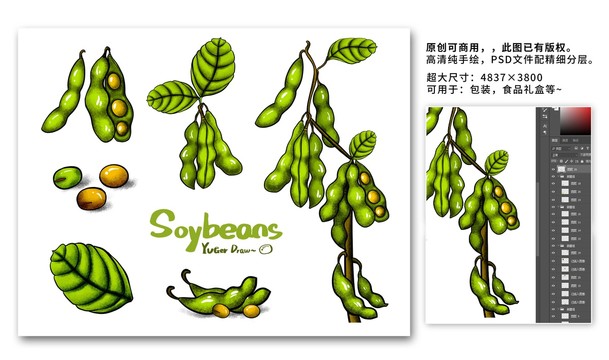 手绘生长期的大豆