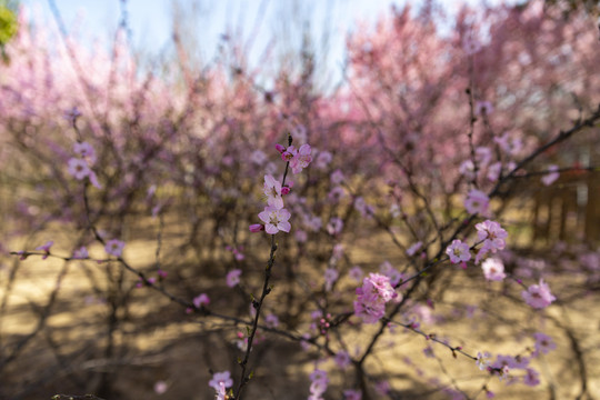 樱花花卉