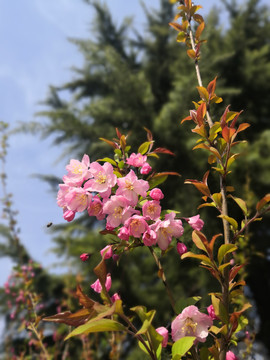 海棠花开