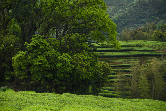 茶园茶场背景