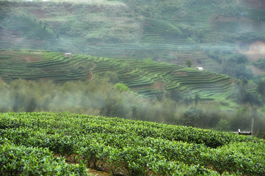 茶园茶场背景