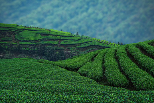 茶园茶场背景