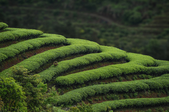 茶园茶场背景