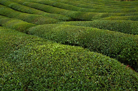 茶园茶场背景