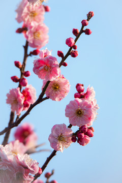 早春梅花枝头开